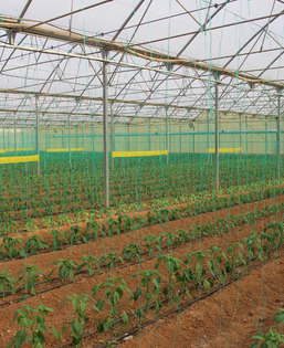 ground-crop-greenhouse