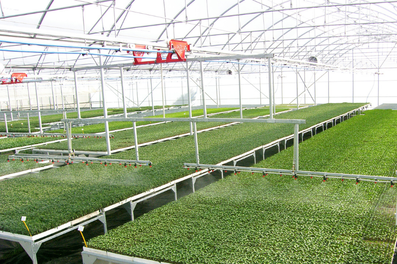 ays-project-nursery-greenhouse