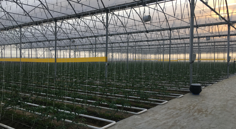 Ground Crop Greenhouses 