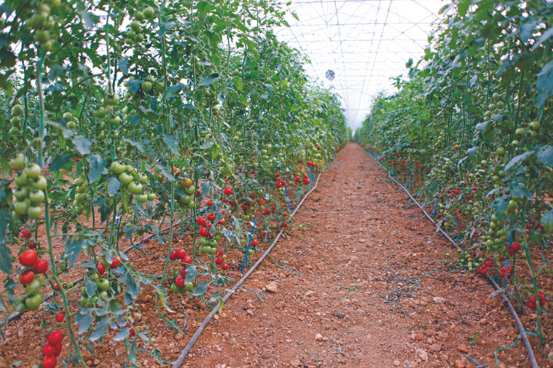 ays project Ground Crop Greenhouses