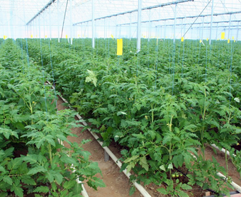 Ground Crop Greenhouse