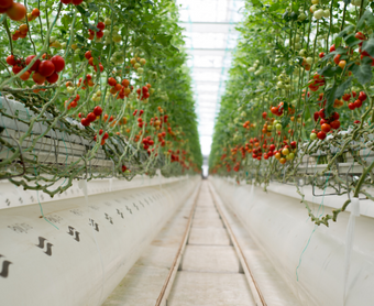 Hydroponic Greenhouse Systems