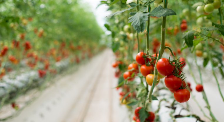 hydroponic-greenhouse-system