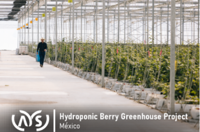 Meksika’daki 2 Hektarlık Hidroponik Berry Sera Projemizi Başarıyla Tamamladık!